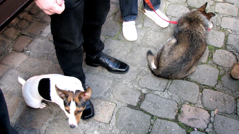 The Dogs looking for the rest of the people...